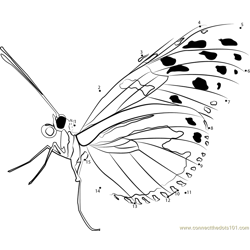 Insects Butterfly Dot to Dot Worksheet