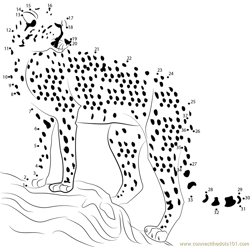 Cheetah Looking Dot to Dot Worksheet