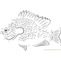 Longear Sunfish Dot to Dot Worksheet