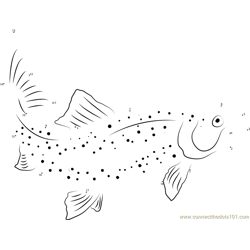 Adult Female Rainbow Trout Dot to Dot Worksheet