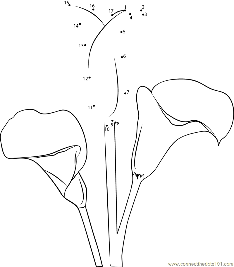 calla lillies coloring pages - photo #5