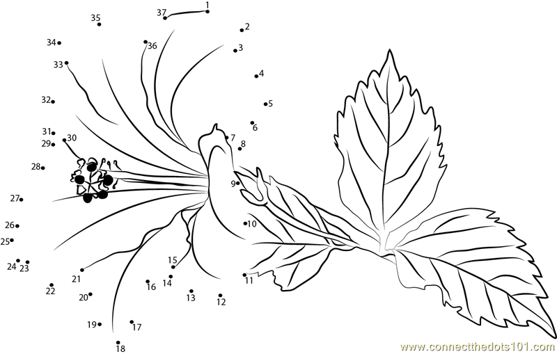 Connect the Dots Hibiscus (Flowers > Hibiscus) - dot to dots for kids