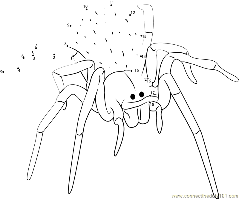 Connect the Dots Blackhouse Spider (Australia) (Insects > Spider) dot