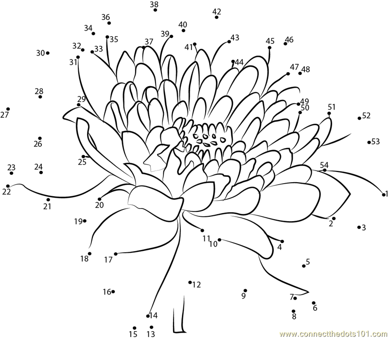 Chrysanthemum dot to dot printable worksheet - Connect The Dots