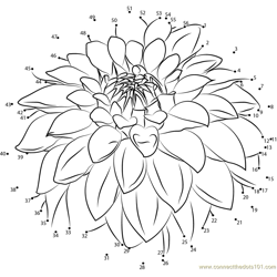 Dahlia Flower dot to dot printable worksheet - Connect The Dots